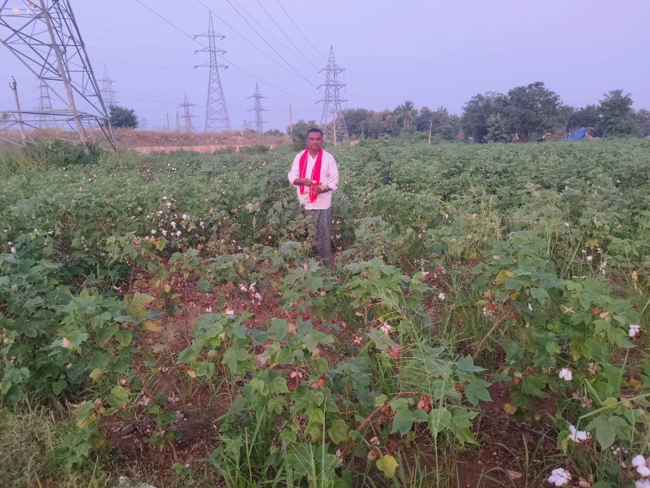 నష్టపోయిన పత్తి రైతులను ఆదుకోవాలి