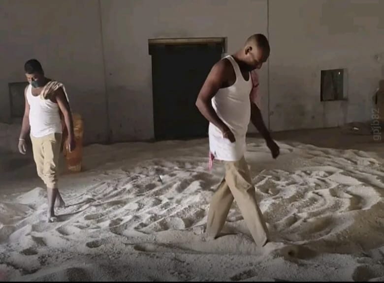 పురుగులు పట్టిన రేషన్ బియ్యం సరఫరాకి సన్నాహాలు చేస్తున్న అధికారులు-ఆగ్రహం వ్యక్తం చేస్తున్న ప్రజలు