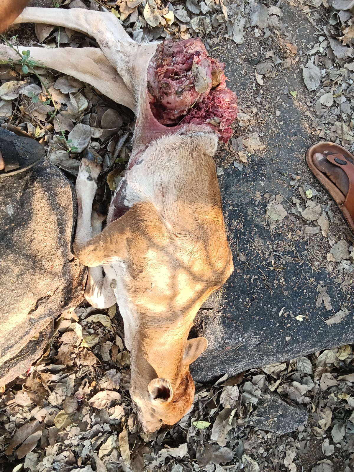 నేతివానిపల్లి గ్రామ శివారులో నెల రోజుల నుండి రోజుకు ఒక జంతువు బలవుతున్న ఫారెస్ట్ అధికారులు ఏం చేస్తున్నారు